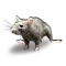 Дератизация